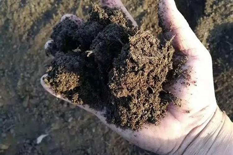 人的粪便可以做肥料吗