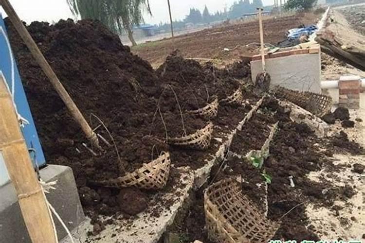 猪粪属于什么肥