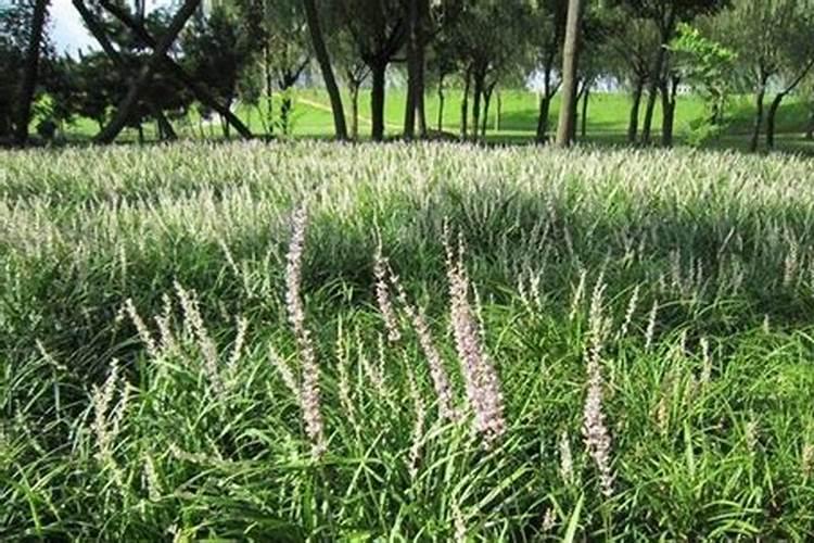 麦冬现在兰肥料用什么化肥最好