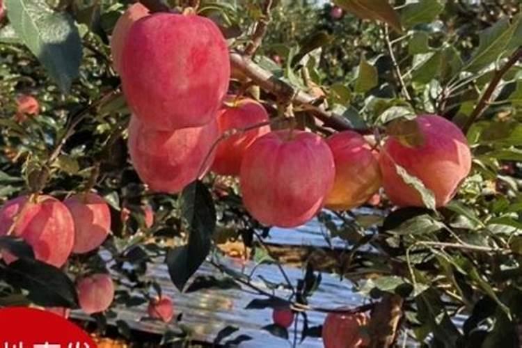 天脊16620硝酸钾水溶肥的批发价格是多少？