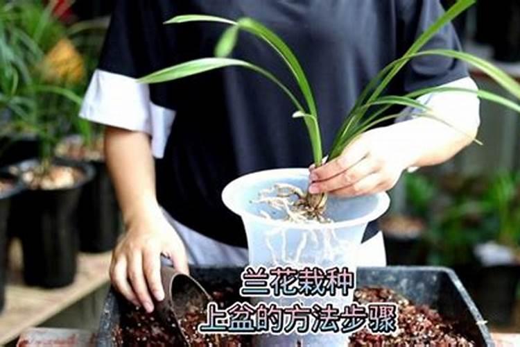 怎么给兰花施肥