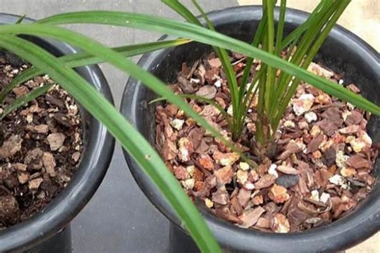 春季兰花如何施肥