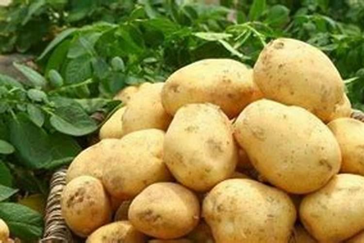 马铃薯种植到底用哪种钾肥好？该如何施好钾肥？