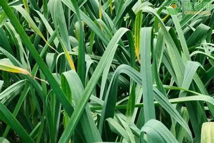 葡萄苗地里用什么样的除草剂除草？