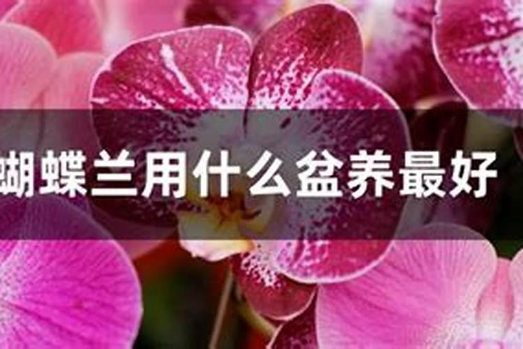 蝴蝶兰用什么肥好呢,我有磷酸二氢钾兑水可以吗