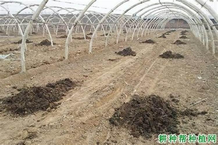 如何进行大棚土壤施肥