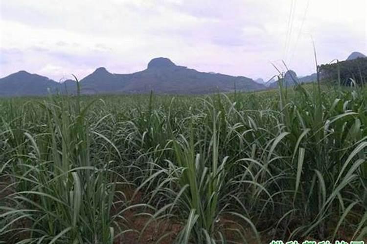 甘蔗施什么肥长得最快