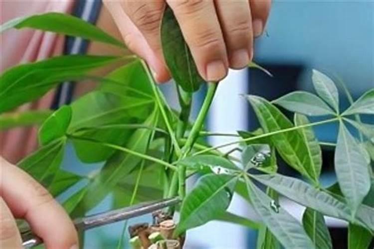 碗豆尖适合施什么肥料