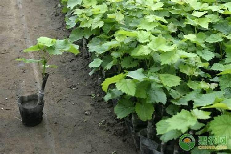 水稻如何应用芸苔素？几次效果最佳