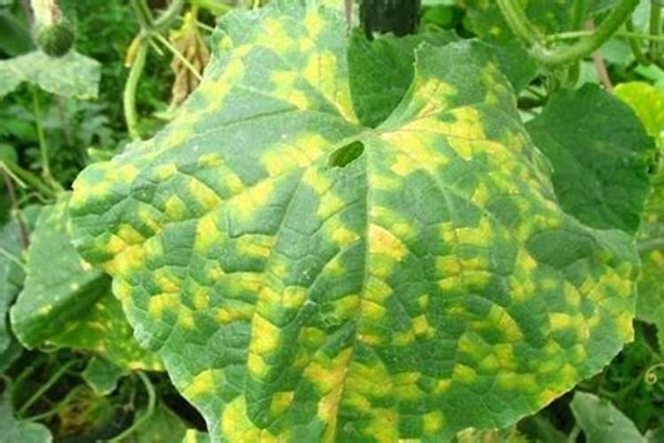 樱桃树需要施什么肥料？