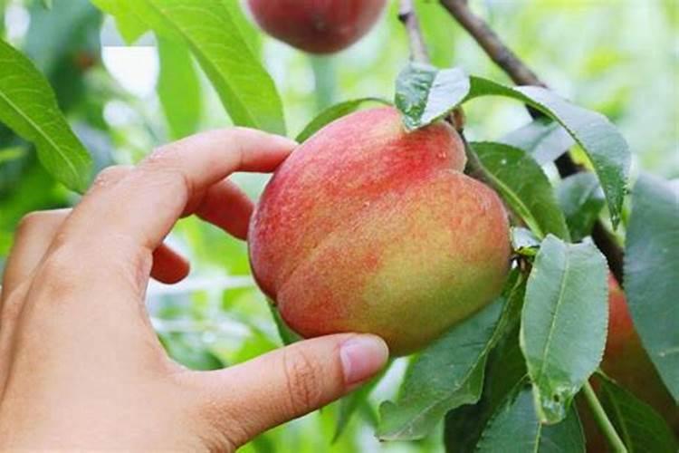 打什么叶面肥能使晚熟桃成熟的早