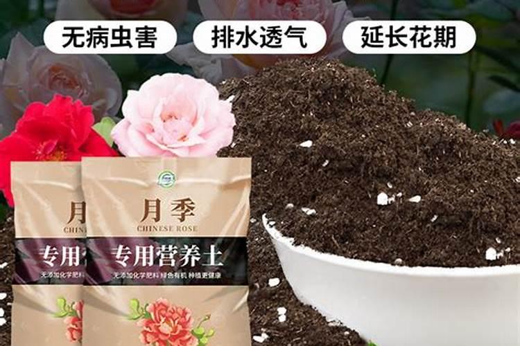 要想月季花快速冒笋芽该怎么养护