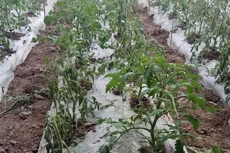 草莓施什么肥料果大