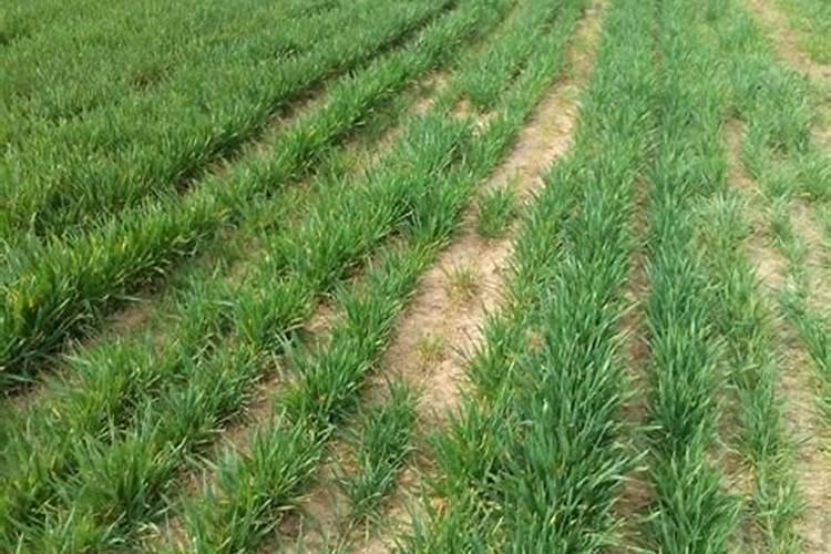 什么时候给小麦追肥会是最为合适的阶段