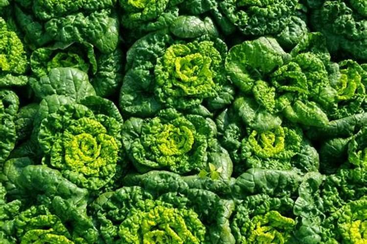 黄腐酸钾有保质期吗？