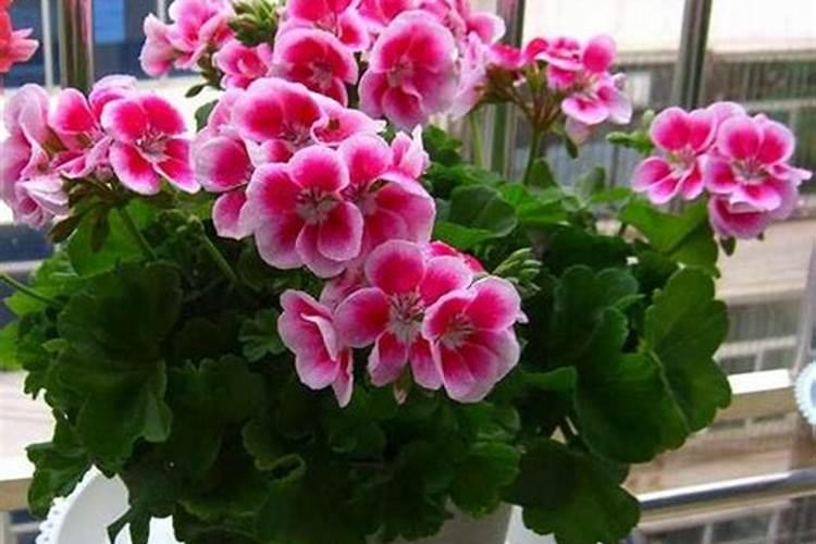 生化黄腐酸钾对植物的作用