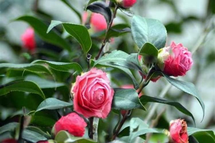 海棠花施什么肥好