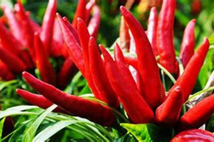 葵花什么时候追肥合适