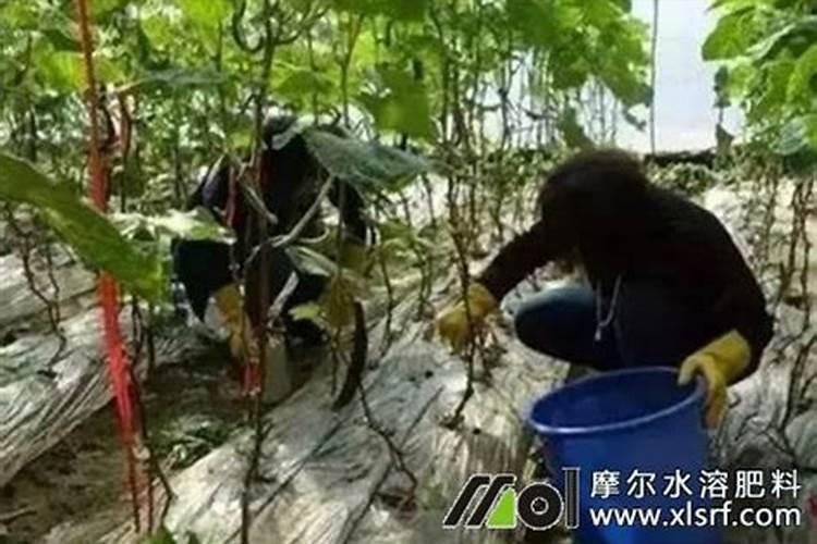 乌金绿有机水溶肥灌根用量