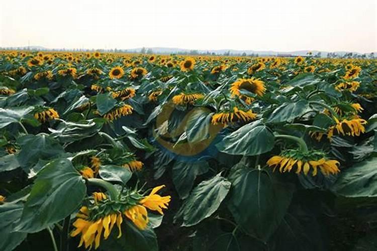 怎样对向日葵施肥