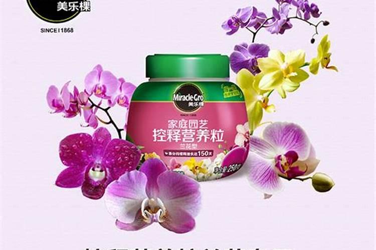 球花石斛怎么栽种