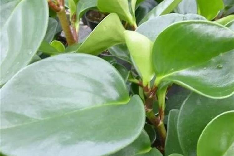 肥厚叶子的植物有哪些