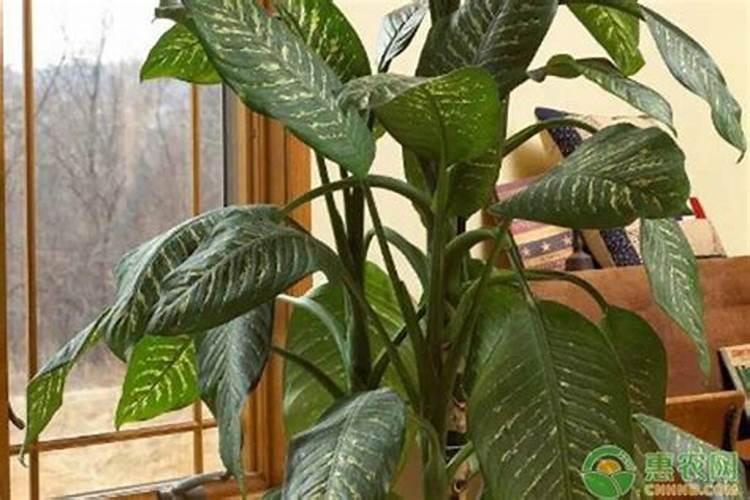 朋友们说说叶子很厚的植物都有哪些？