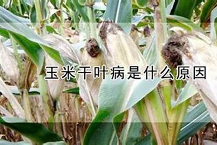 玉米打什么叶面肥增产