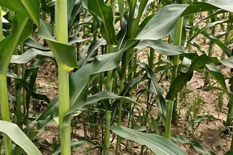 让玉米秸秆粗壮喷施什么叶面肥？