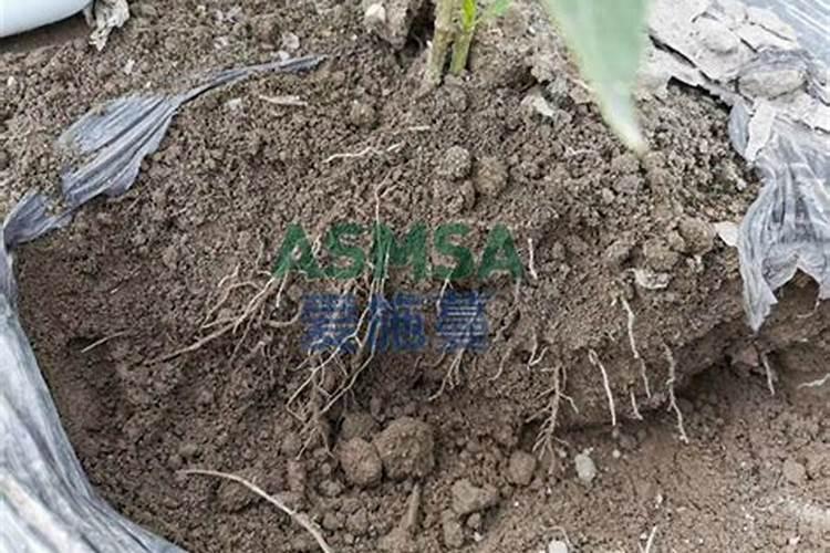 铜用硼砂烧后会变色吗