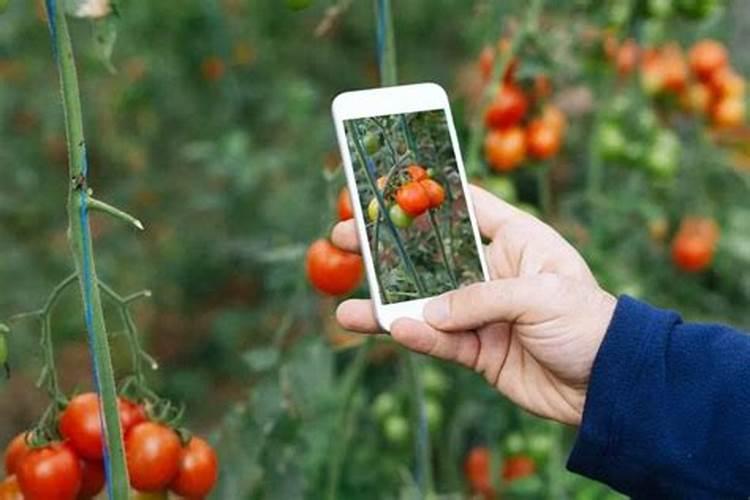 硼砂在火法熔炼中为什么能降低熔点