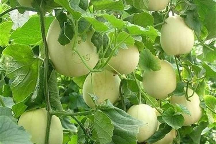 怎么让种的香瓜甜一点