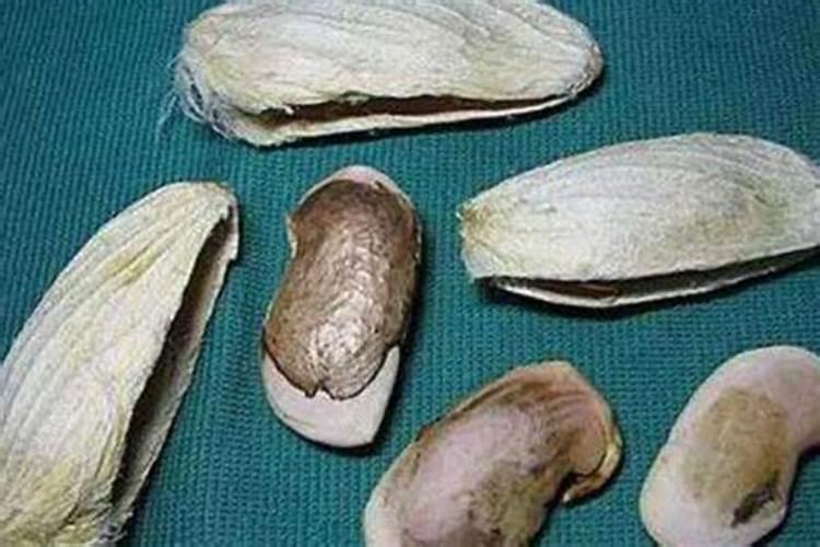 芒果核可以做什么