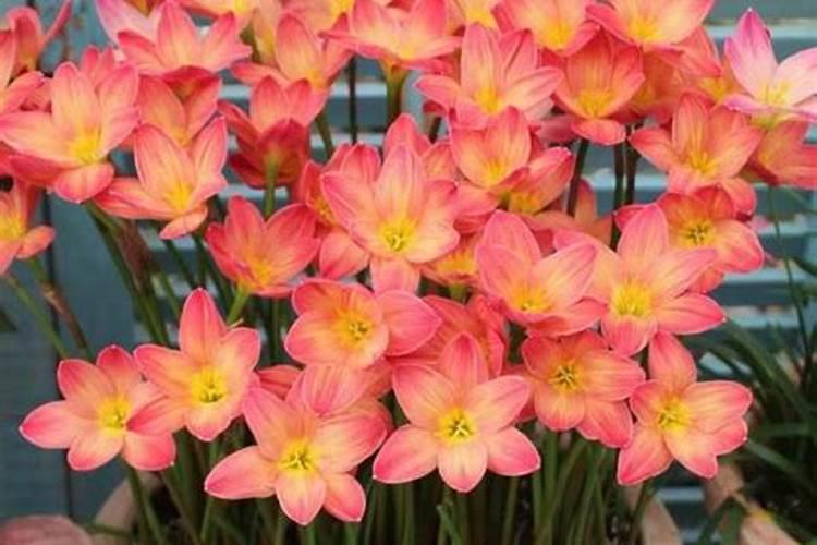 水溶肥的使用方法