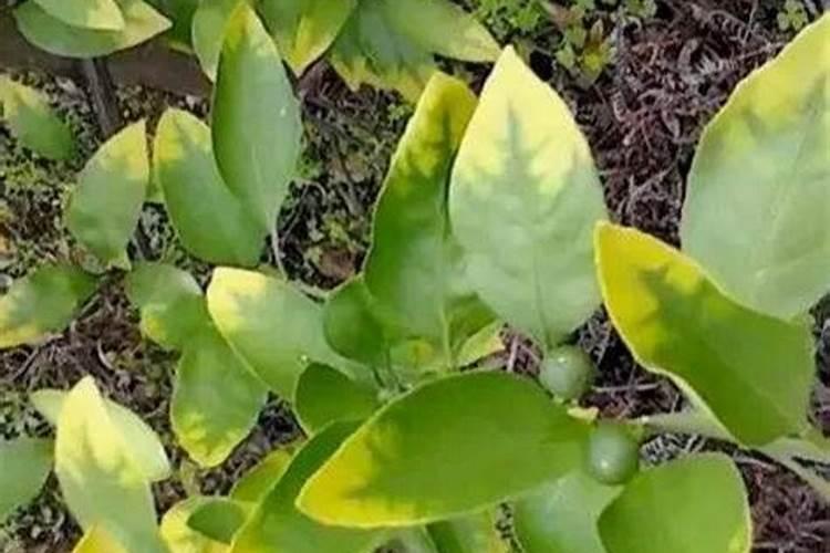 柑桔钾肥最佳时间是什么时候