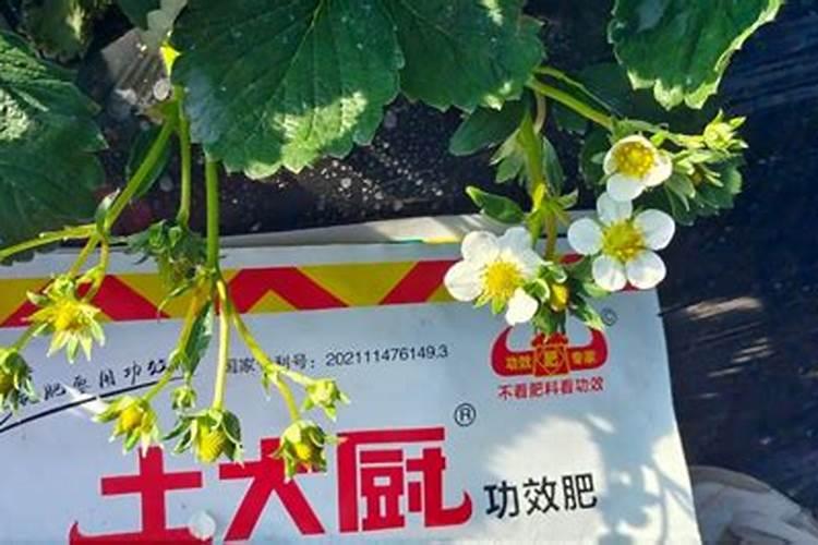 农作物肥料的“三要素”是什么？