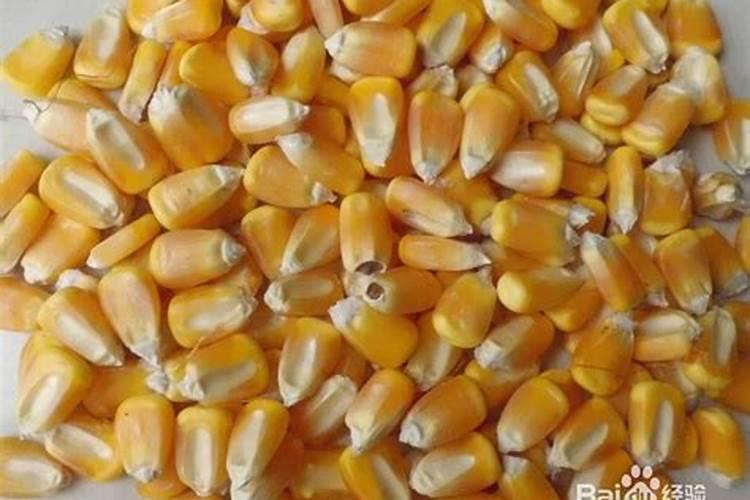 种植玉米什么时候可以用颗粒硼？