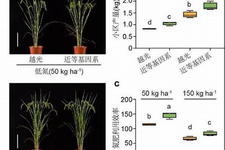 白掌叶子下垂能恢复吗