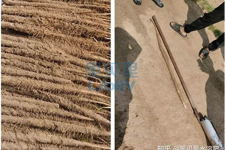 棉花叶片枯黄应使用什么肥