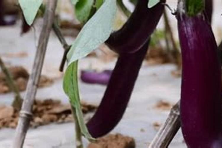 茄子最忌三种肥料