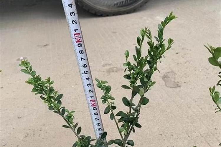 冬青小苗种植技术要点有哪些