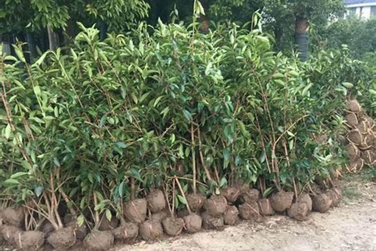 冬青小苗种植技术要点有哪些