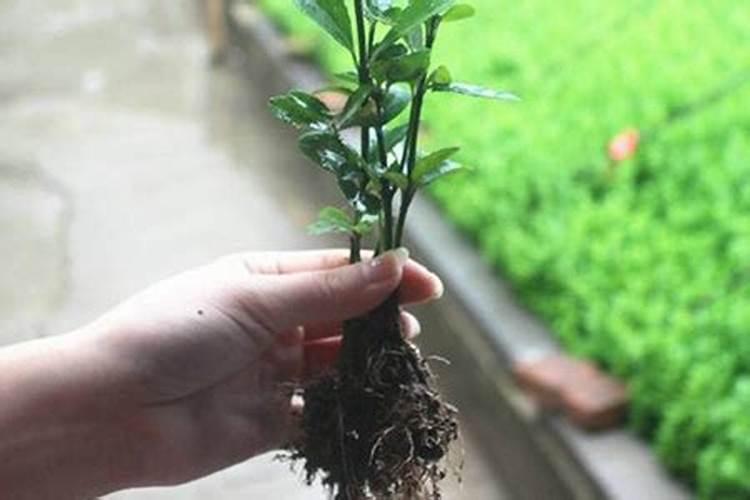 冬青移植后多久施肥