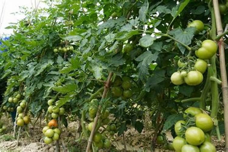 大棚西红柿定植后什么时候开始喷叶面肥？