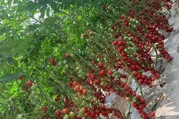 冬季大棚西红柿种植20天可以打叶面肥吗