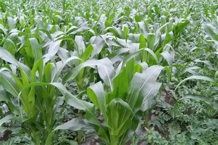 立陶宛政坛“请辞大戏”反转,甘愿自家企业被美国“砸碗”