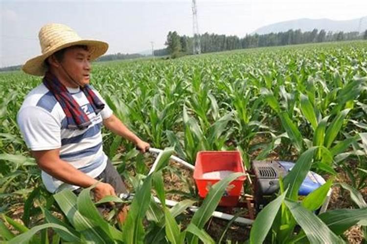 果树施什么肥料最好