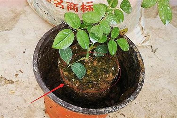 葡萄什么时候施肥最好 葡萄的施肥时间