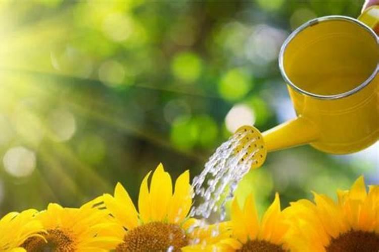 磷肥浇花的正确方法？