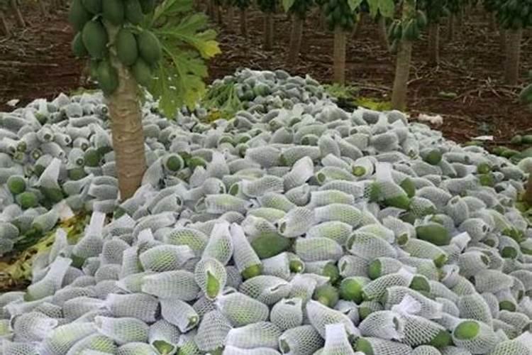 芒果树能施纯硫酸钾吗？